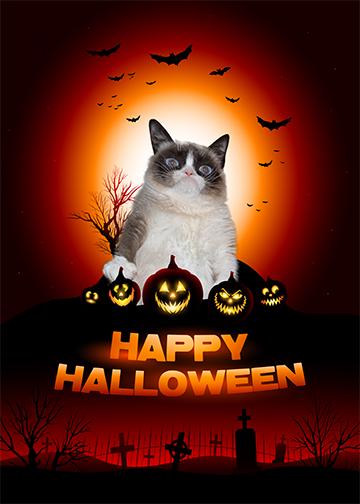 happy halloween cat images